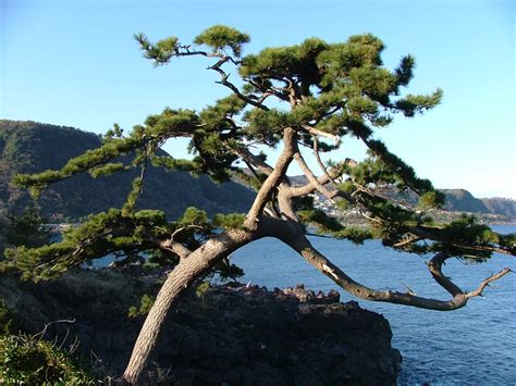 五行属木有涵养的字男孩_五行属木有涵养的字男孩名字,第3张