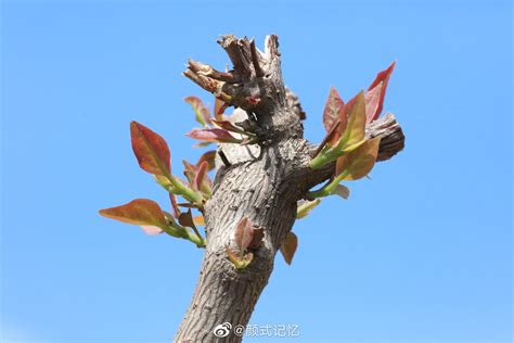 这些胎梦预示着贵子降临_家里出贵子的10大征兆,第14张