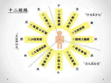 十二时辰对照表脏腑_十二时辰对照表脏腑经络走向,第22张