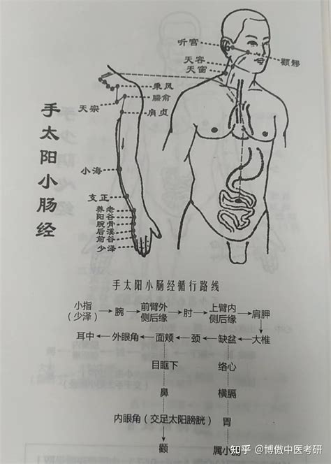 十二时辰对照表脏腑_十二时辰对照表脏腑经络走向,第24张