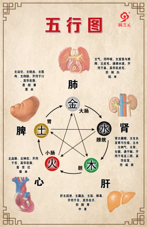 中医五行与五脏的对应关系_五行与五脏的对应关系如何中医理论,第2张