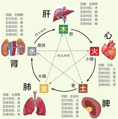 五行与五脏的对应关系是科学的吗_五行与五脏的对应关系的原理,第2张