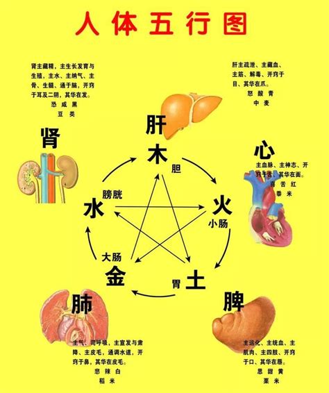 五行与五脏的对应关系是科学的吗_五行与五脏的对应关系的原理,第7张