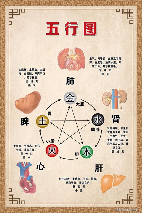 五行对应五脏六腑的关系_五行对应五脏六腑图,第3张