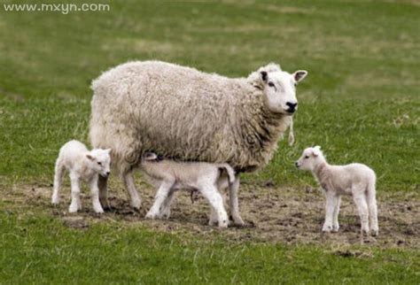 梦见羊下小羊崽是什么预兆_梦见羊下小羊崽是什么预兆周公解梦,第2张
