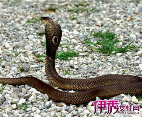 梦见蛇是什么预兆女性_女人梦见很多蛇是什么预兆,第5张 梦见蛇是什么预兆女性_女人梦见很多蛇是什么预兆,第5张