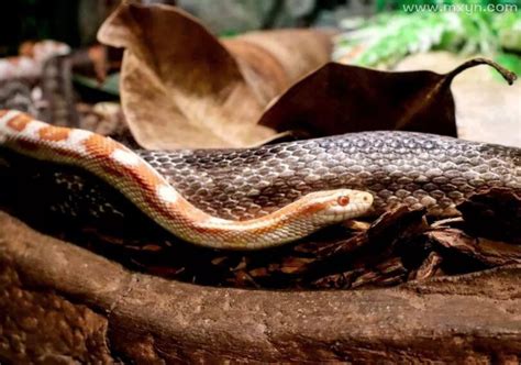 梦见被蛇咬了是什么征兆女人梦见蛇咬了_梦见被蛇咬了是什么征兆并且出血了,第6张 梦见被蛇咬了是什么征兆女人梦见蛇咬了_梦见被蛇咬了是什么征兆并且出血了,第6张