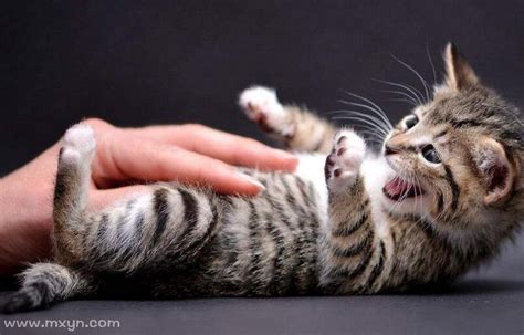 梦见猫扑到自己身上是什么征兆_女人梦见猫扑到自己身上是什么征兆,第10张 梦见猫扑到自己身上是什么征兆_女人梦见猫扑到自己身上是什么征兆,第10张