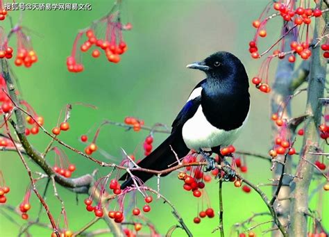 喜鹊叫有什么兆头_凌晨喜鹊叫有什么兆头,第5张