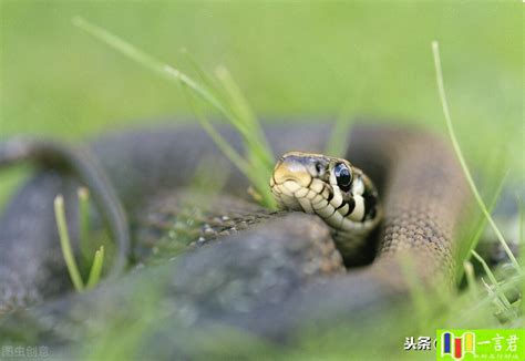 梦见蛇是什么预兆女性_女人梦见很多蛇是什么预兆,第2张