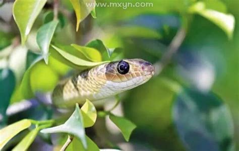 梦见被蛇咬了是什么征兆_女人梦见蛇咬了手,第3张 梦见被蛇咬了是什么征兆_女人梦见蛇咬了手,第3张