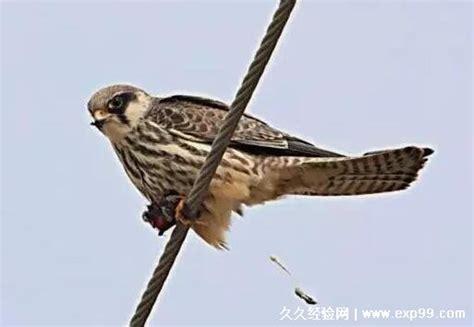 被鸟屎砸中身上暗示什么_出门被鸟屎砸中意味着什么,第13张 被鸟屎砸中身上暗示什么_出门被鸟屎砸中意味着什么,第13张