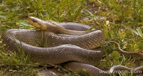 梦见蛇是什么预兆把蛇杀了_梦见蛇是什么预兆已婚女性,第10张 梦见蛇是什么预兆把蛇杀了_梦见蛇是什么预兆已婚女性,第10张