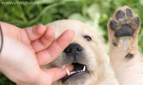 梦见小狗崽是什么意思死了_梦见小狗崽是什么意思咬坏手,第10张 梦见小狗崽是什么意思死了_梦见小狗崽是什么意思咬坏手,第10张