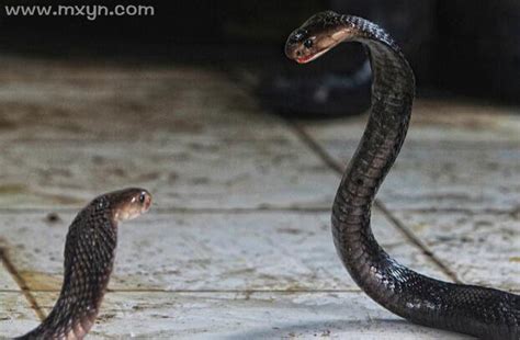 梦见蛇是什么预兆把蛇杀了_梦见蛇是什么预兆已婚女性,第6张 梦见蛇是什么预兆把蛇杀了_梦见蛇是什么预兆已婚女性,第6张