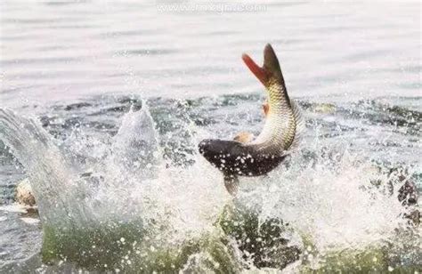 梦见抓鱼是什么征兆_病人梦见抓鱼是什么征兆,第6张 梦见抓鱼是什么征兆_病人梦见抓鱼是什么征兆,第6张