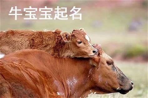 牛宝宝起名吉祥字_牛年名字用字大全,第2张
