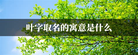 牛年叶字女孩名字_和叶搭配的女孩名字,第2张 牛年叶字女孩名字_和叶搭配的女孩名字,第2张