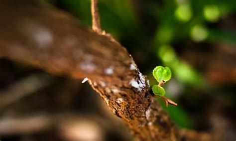 紫微星盘年轻_紫微星盘胎,第11张 紫微星盘年轻_紫微星盘胎,第11张