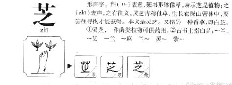 漂亮女孩名字用芝字搭配_带芝字的女孩名字参考,第2张