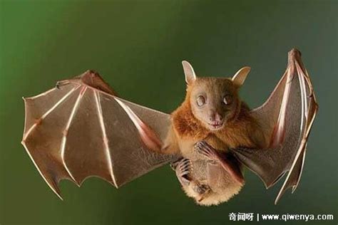 下大雨蝙蝠飞到家里是什么预兆_蝙蝠飞到家里被打死了有什么说法,第4张 下大雨蝙蝠飞到家里是什么预兆_蝙蝠飞到家里被打死了有什么说法,第4张