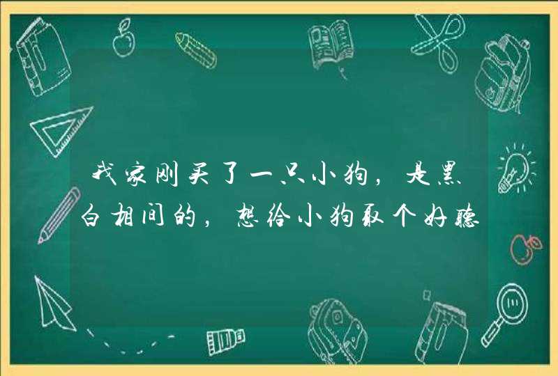 我家刚买了一只小狗，是黑白相间的，想给小狗取个好听的名字！,第1张